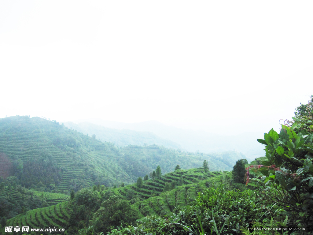 茶山