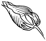 传统花纹素材