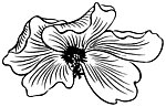 传统花纹素材