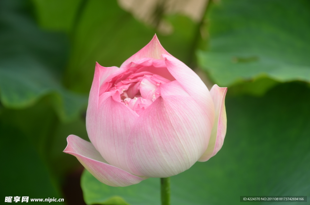 菏花花蕾