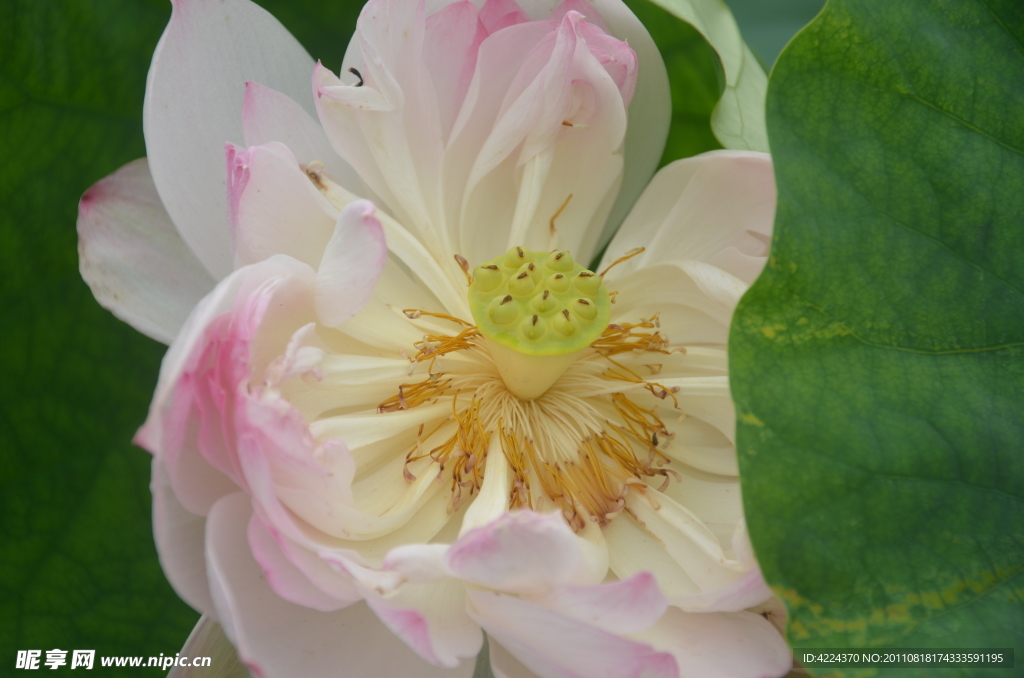 菏花