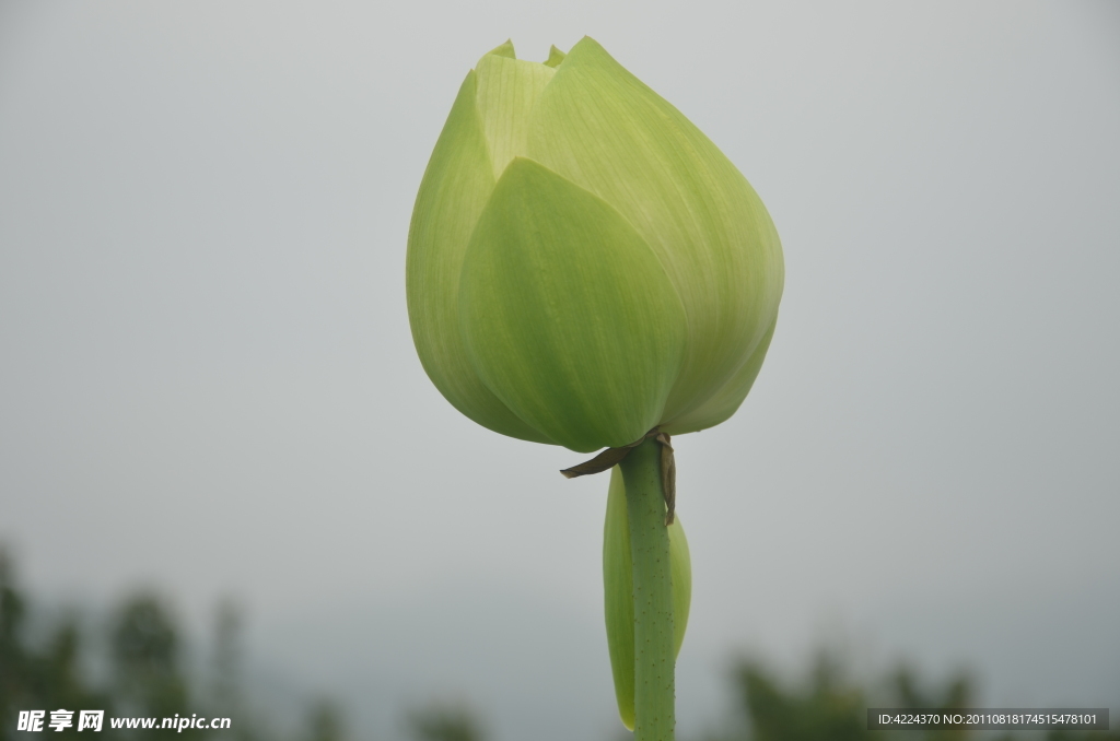 菏花花蕾