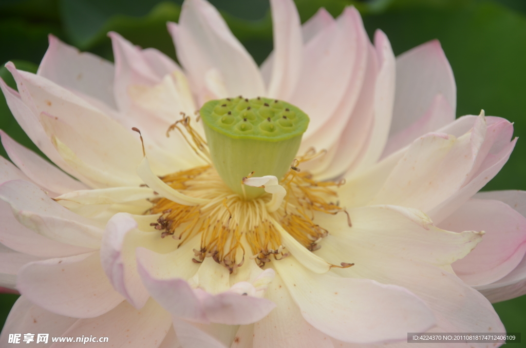 菏花