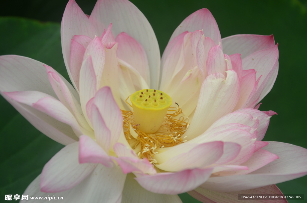 菏花