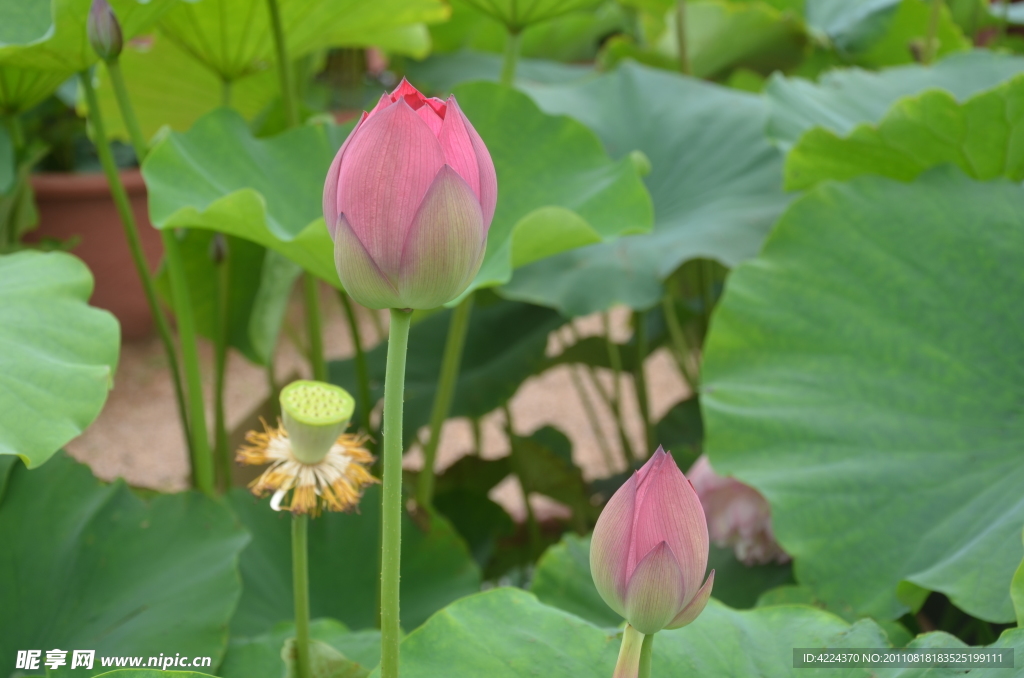 菏花花蕾