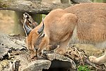 野猫