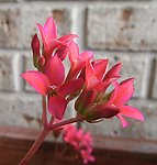 水仙花