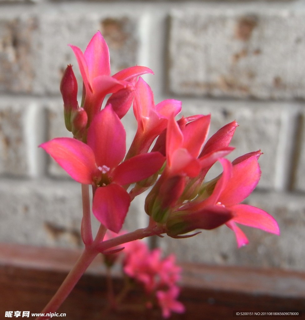 水仙花