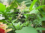 草参花