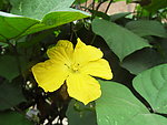 黄花