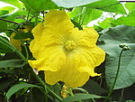 黄花