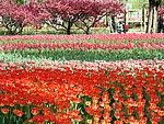 花丛