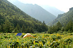 山林