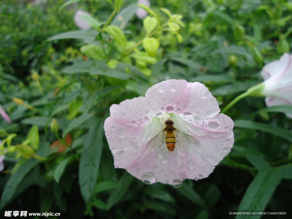 蜜蜂与花