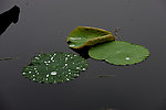 雨后荷塘