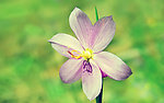 春天的花
