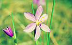 春天的花