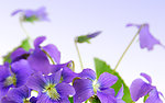 紫色的花