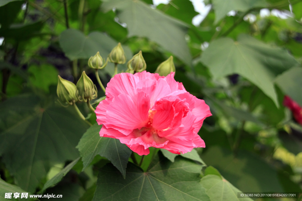木芙蓉