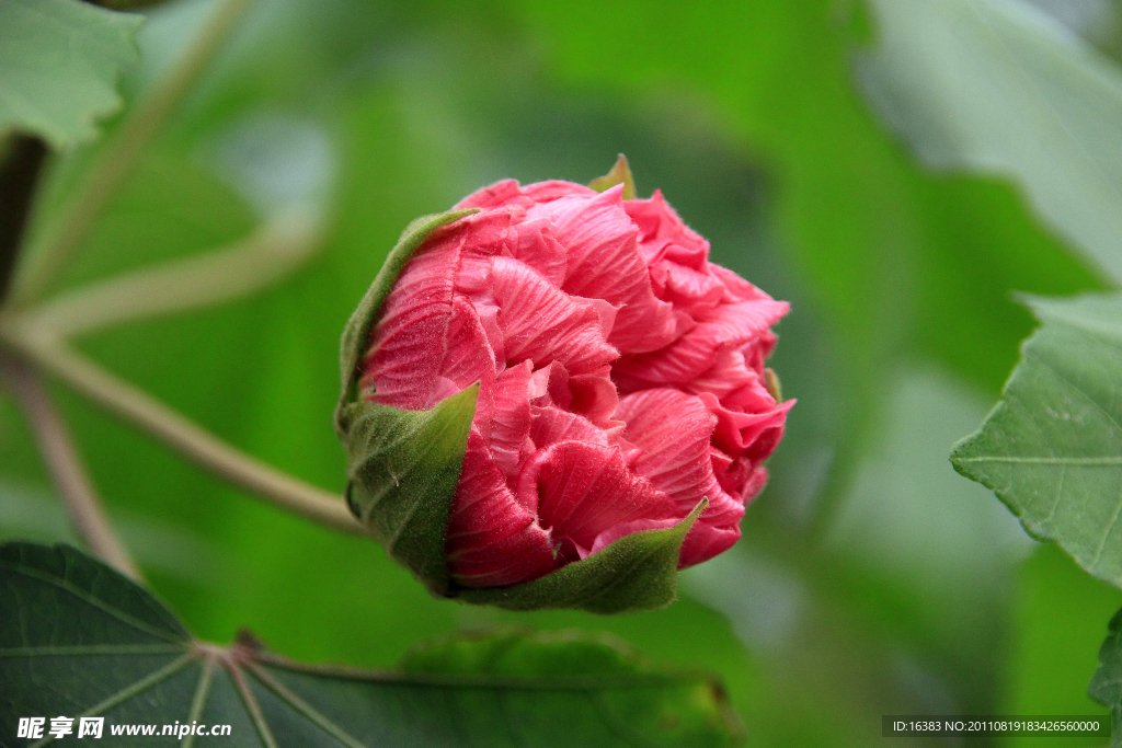 木芙蓉