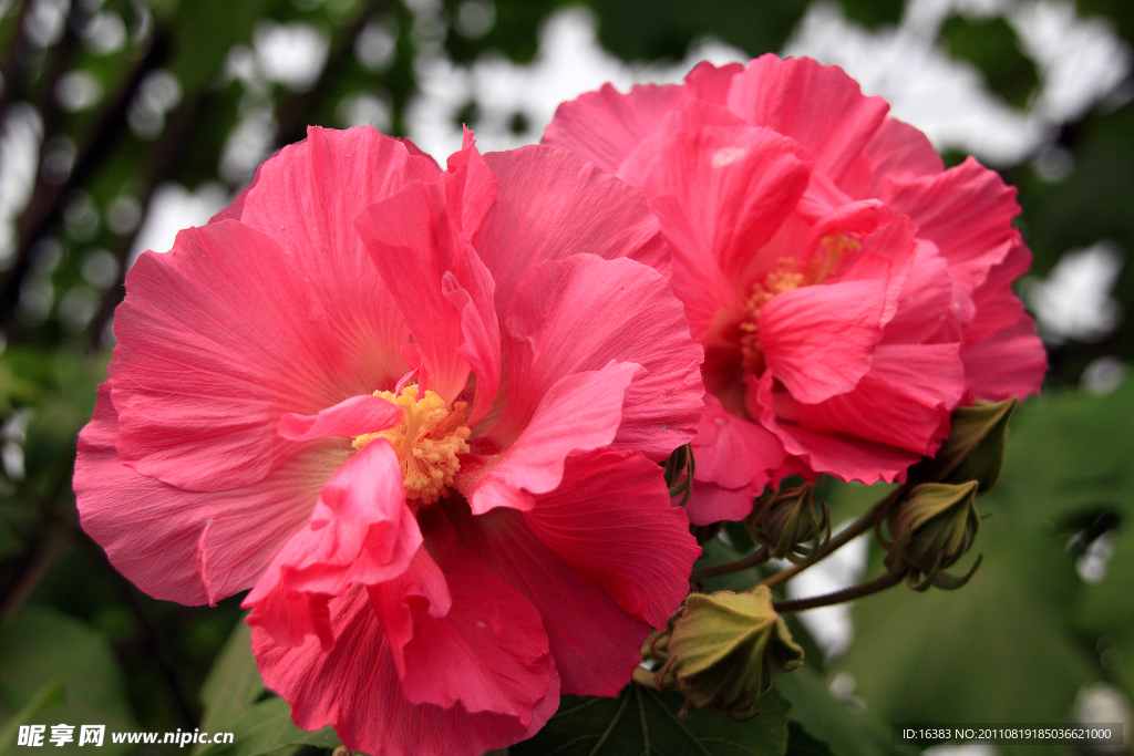 木芙蓉