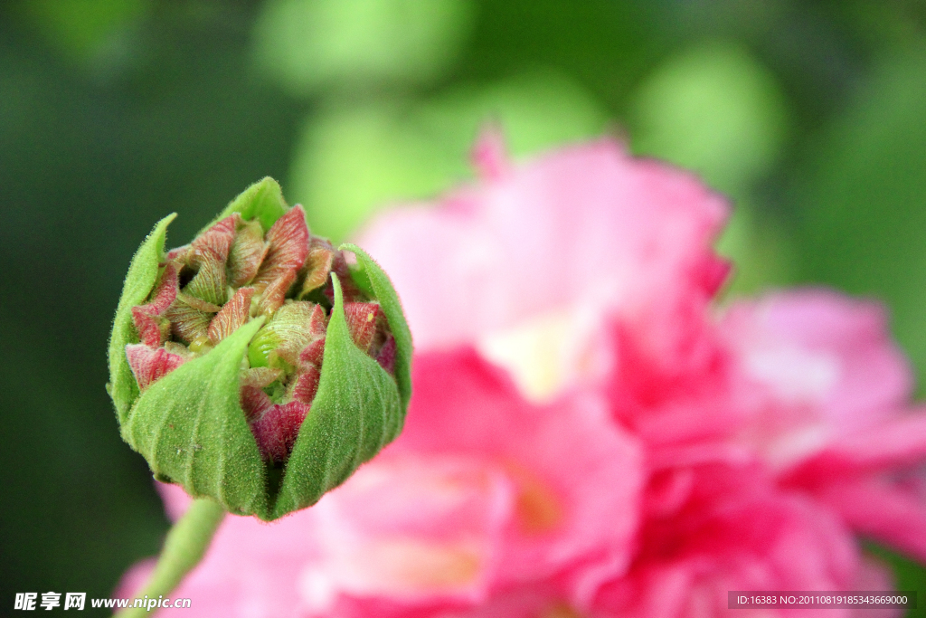 木芙蓉