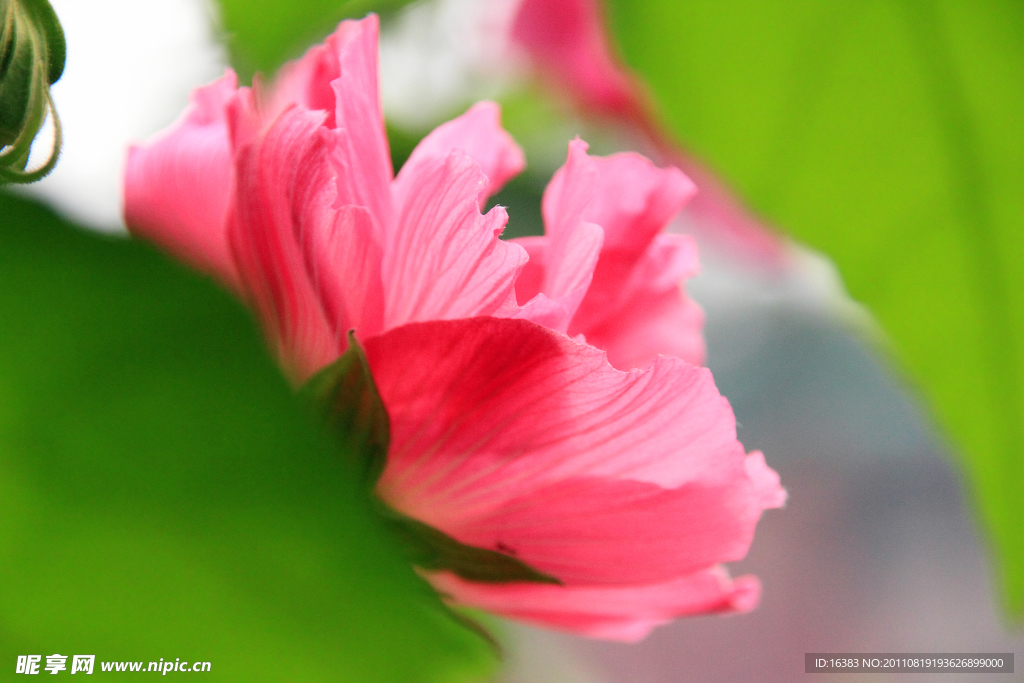木芙蓉