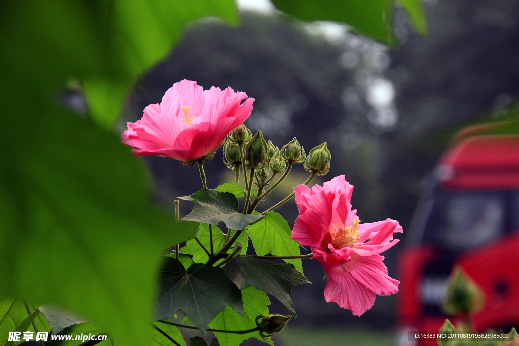 木芙蓉