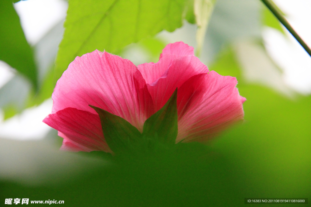 木芙蓉