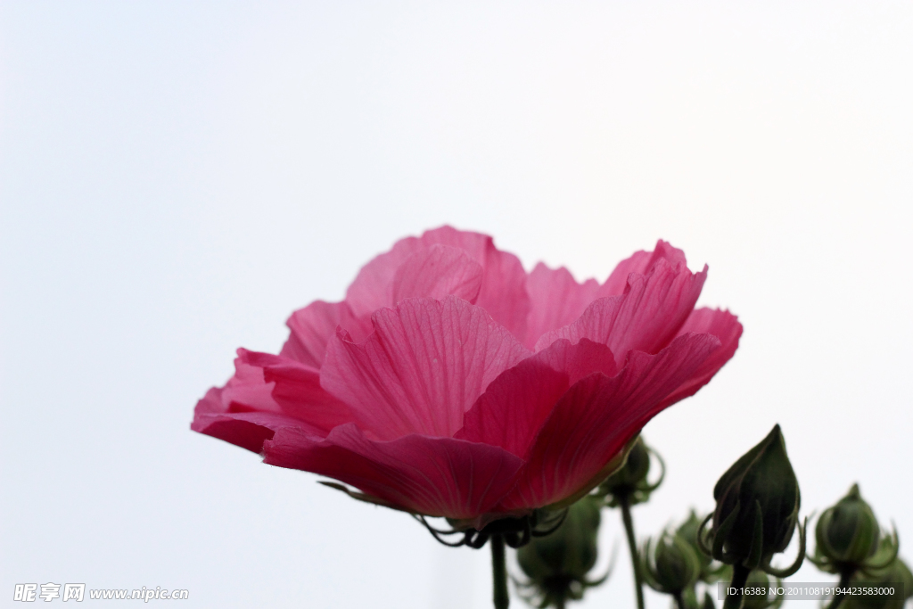木芙蓉
