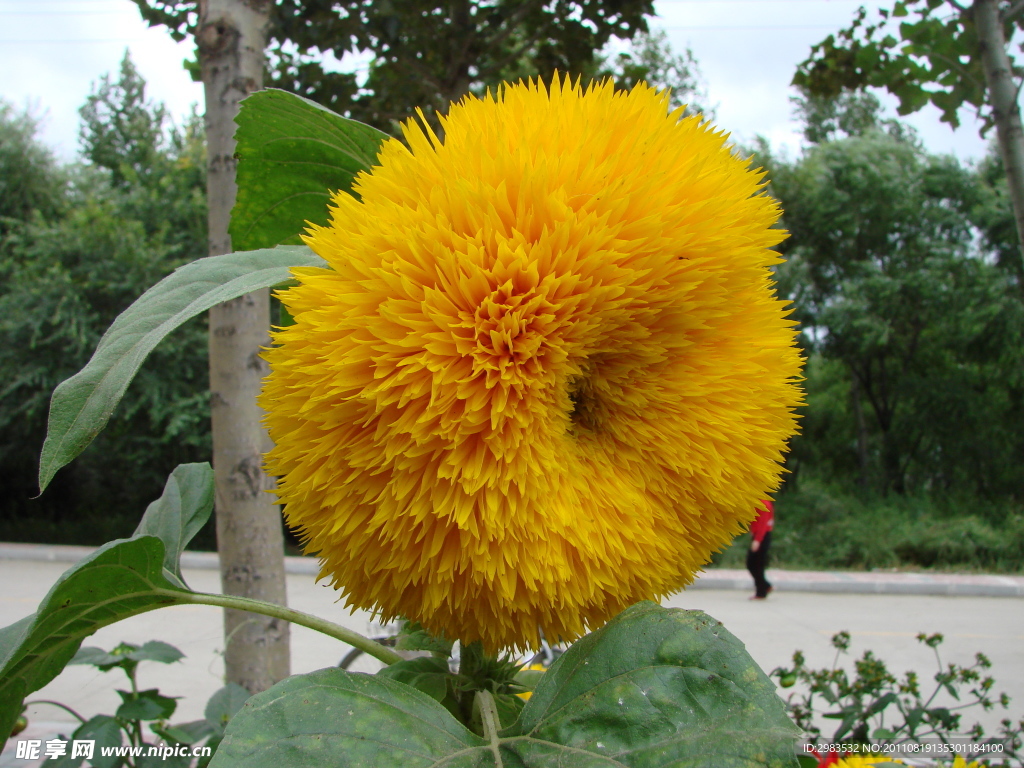 太阳花