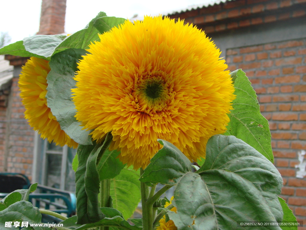 太阳花