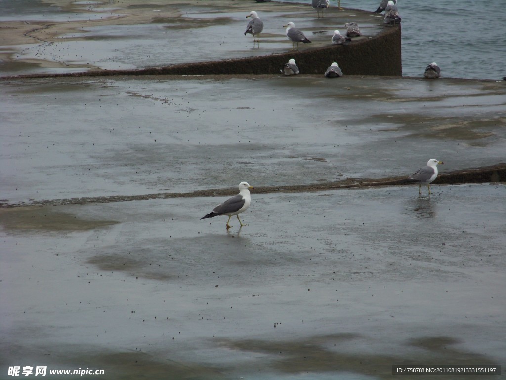 海鸟