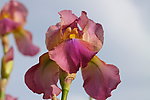 鸢尾花