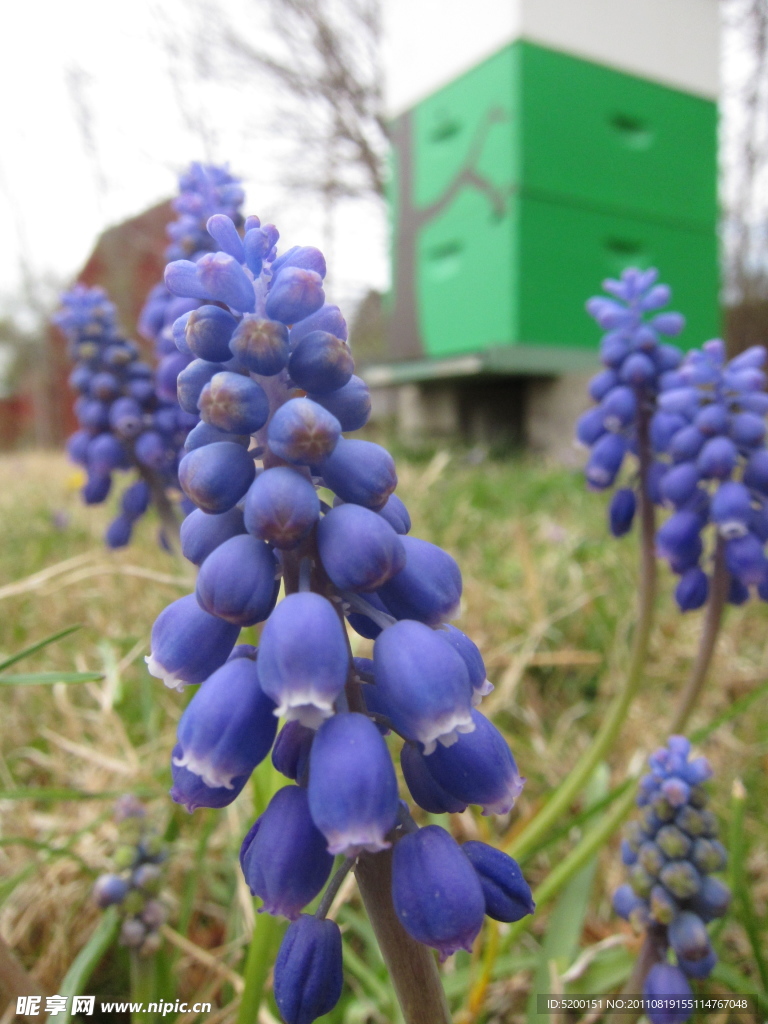 灯笼花