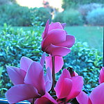 玉兰花 红花