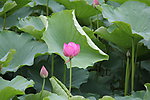莲花