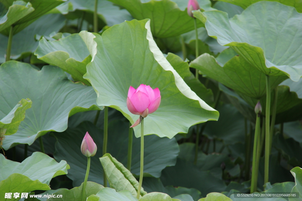 莲花