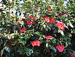 山茶树