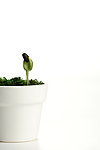 植物嫩芽