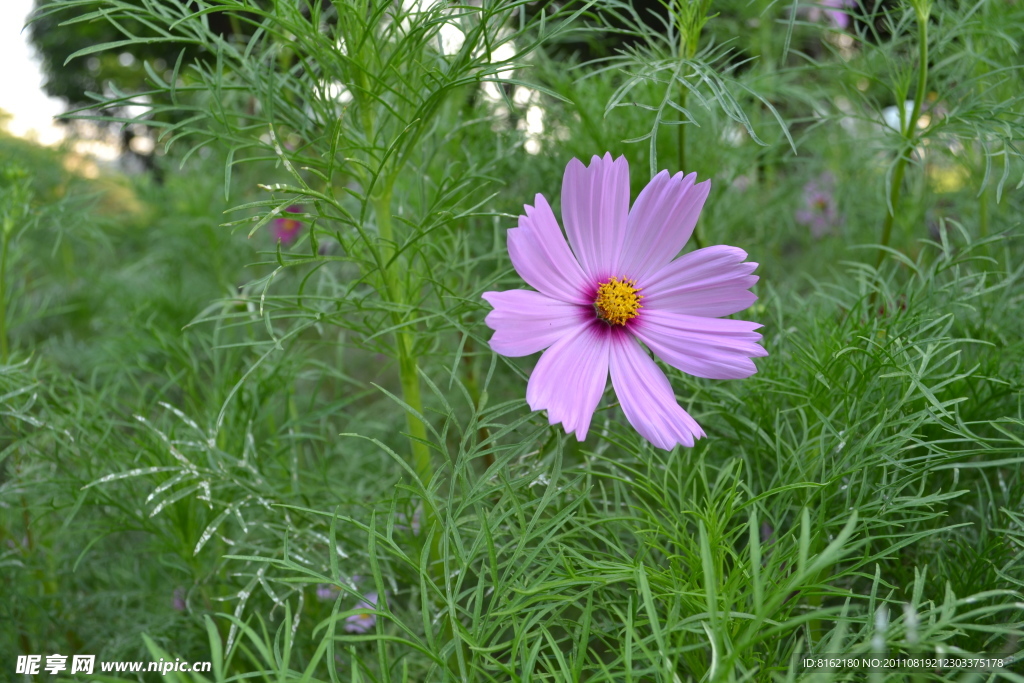 小雏菊