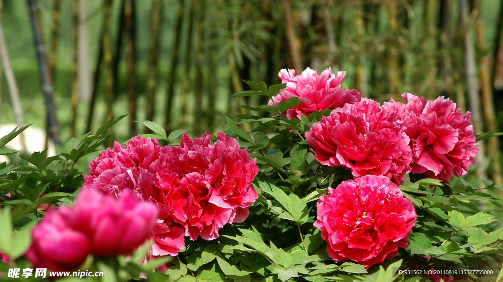 洛阳牡丹花
