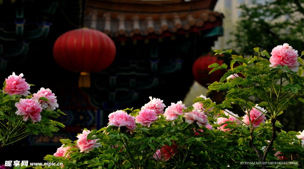 洛阳牡丹花