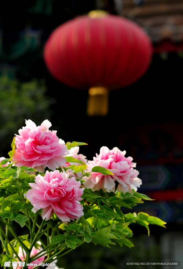 洛阳牡丹花