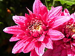菊花 红菊