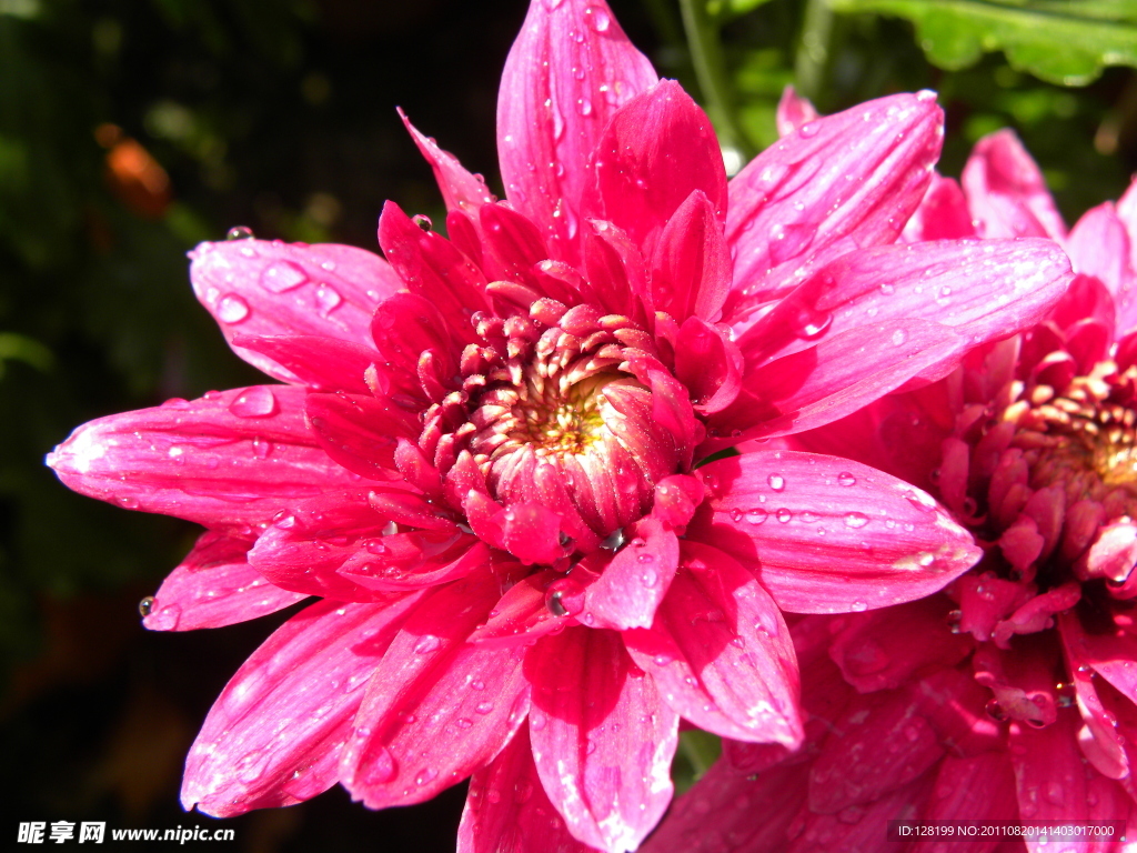 菊花 红菊