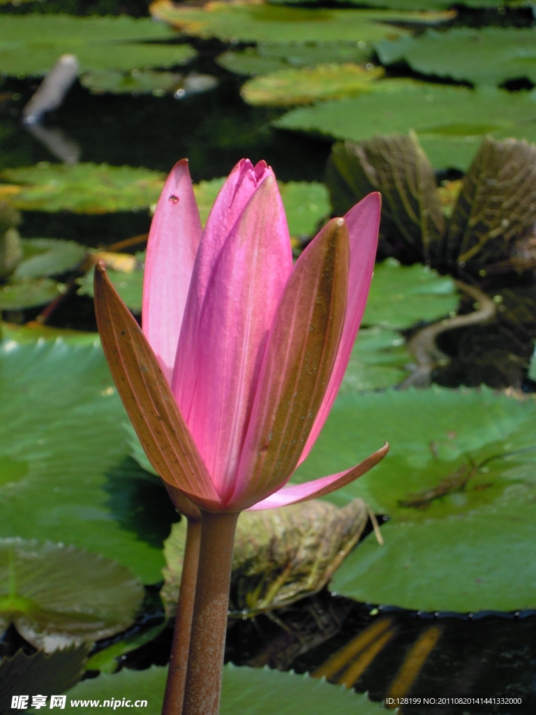 荷花 池塘