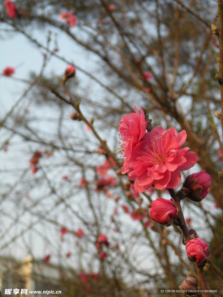 桃花