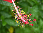 扶桑花花蕊