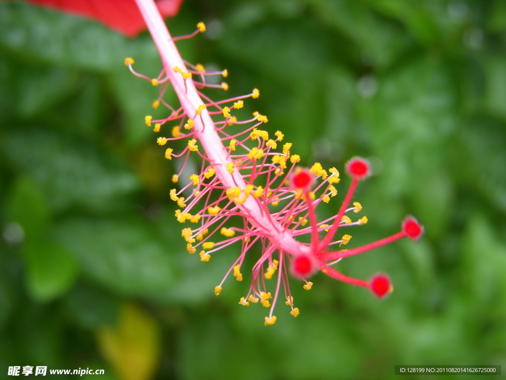扶桑花花蕊